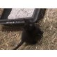 Hauskatzen  katze- - Kater
