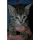 Hauskatzen zu vergeben - Katze