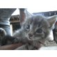 Hauskatzenbaby - Kater