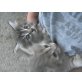 Hauskatzenbaby - Kater