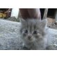 Hauskatzenbaby - Katze