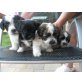 Havanese- Bolonka Mix Welpen - Hündin