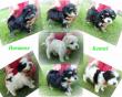 Havanese Welpen, Havaneser - Rüde