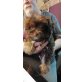 Havanese Yorkshire Welpen - Hündin
