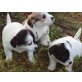 Havaneser - Jack Russel Mix, Havaneser Welpen - Hündin