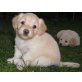 Havaneser-Lhasa Apso Welpen - Hündin