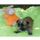 Havaneser/Shi Tzu Welpen - Hündin