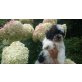 Havaneser-Shih Tzu  - Rüde