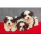 Havaneser Welpen - Rüde