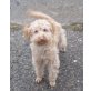 Havapoo, ähnlich Maltipoo Havaneserzwergpudel Welpen - Rüde