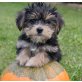 Havashire (Havaneser / Yorkshire Terrier) Welpen - Hündin