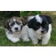 Havashu (Havaneser/Shih Tzu) - Hündin