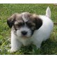 Havashu (Havaneser/Shih Tzu) Welpen - Hündin