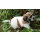 Havashu (Havaneser/Shih Tzu) Welpen - Hündin