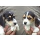 HaviXBeagle Mädchen, HavaneserXBeagle - Hündin