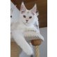 Hayden :), Maine Coon - Kater