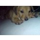 Hayley, Hayley, Dackel-Terrier-Mix, 9 Wochen DRINGEND Welpen - Hündin
