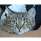 Haymitch, Europäische Kurzhaarkatze - Kater