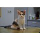 Hazel, Paddy und Raejna, Europäische Kurzhaarkatze - Katze