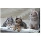 Hearts, Somali - Katze