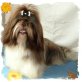 Heath Bailey , Shih Tzu - Rüde