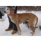 Heaven, Galgo Español - Hündin