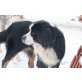 Hector, Berner Sennenhund - Rüde