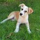Hector kleiner Welpe... 🐶😊👍, Mischlingswelpe Welpen - Rüde