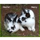 Hector und Henry, Zwergkaninchen - männlich