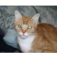 Hedwig, EKH - Katze