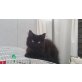 Heidel, Persermischlinge - Katze