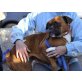 Heidi, Boxer - Hündin