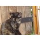 Heidi, Hauskatzen - Katze