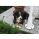Heidi,Honey,Harry, Berner Sennenhund Welpen - Hündin