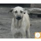 Heidi, Mischling - Hündin