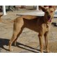 Heidi, Podenco-Mischling - Hündin