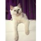 Heidi, Ragdoll - Katze