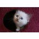 Heilige Birma Babys, Heilige Birma - Katze