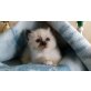 Heilige Birma Babys vom Dornbusch (2+2), Heilige Birma - Katze