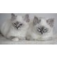 Heilige Birma, Heilige Birma - Kater