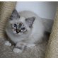Heilige Birma, Heilige Birma - Kater