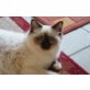Heilige Birma - Kater