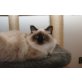 Heilige Birma - Kater