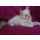 Heilige Birma - Kater