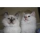 Heilige Birma - Kater