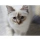 Heilige Birma - Kater