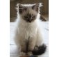 Heilige Birma - Kater
