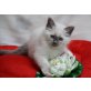 Heilige Birma - Kater