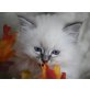 Heilige Birma - Kater