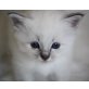 Heilige Birma - Kater